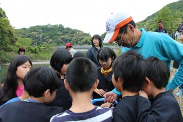 アユの稚魚放流写真