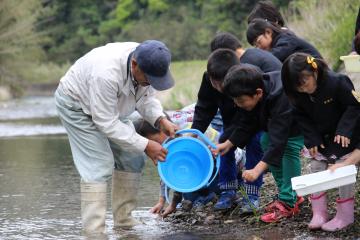 アユの稚魚放流写真