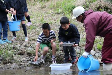 アユの稚魚放流