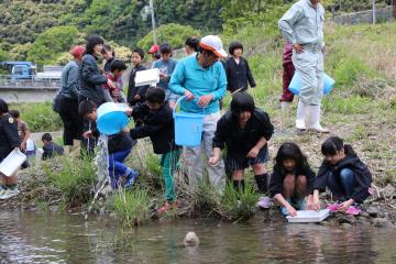 アユの稚魚放流写真