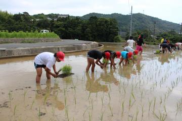 稲原小学校で田植え