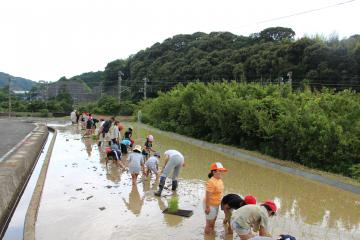 稲原小学校で田植え