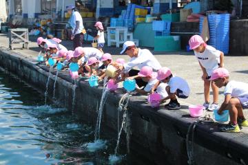 いなみこども園「イサキの放流」を見学