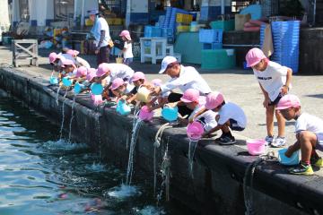 いなみこども園　イサキの放流