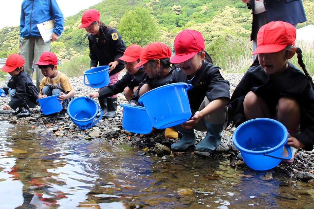 鮎の稚魚放流2