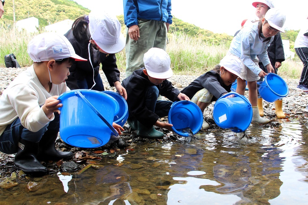 鮎の稚魚放流3