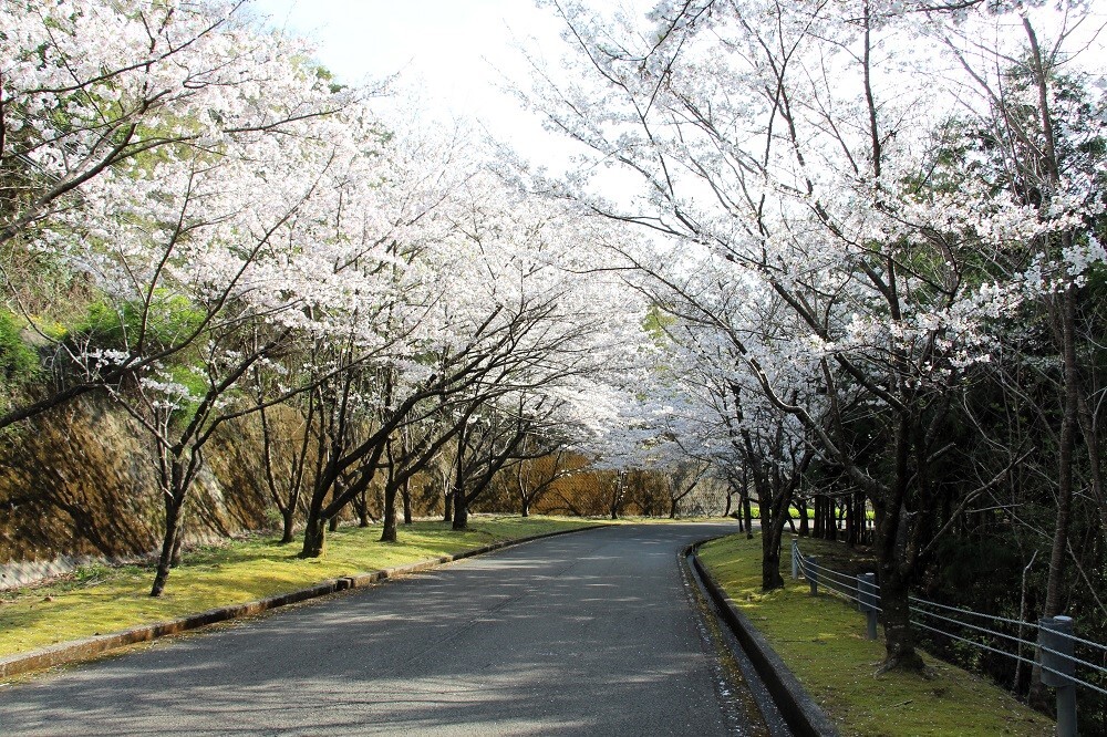 いなみカントリークラブ　フジ1